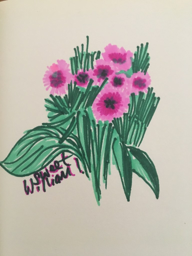 Colourful sharpie sketch of Sweet William flowers